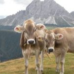 Cultura alimentare alpina, al via la candidatura a Patrimonio immateriale UNESCO