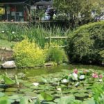 L’orto botanico di Bergamo: un tesoro da scoprire tra passato, presente e futuro