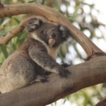 South Australia: la rinascita dell’Hanson Bay Wildlife Sanctuary