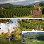 Camera con vigna: esperienze immersive nel mondo del vino