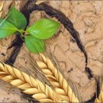 Grano duro: allo studio nuove varietà resistenti a siccità, alte temperature e salinità del suolo